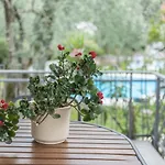 Apartamento Casa Stefi N1 *